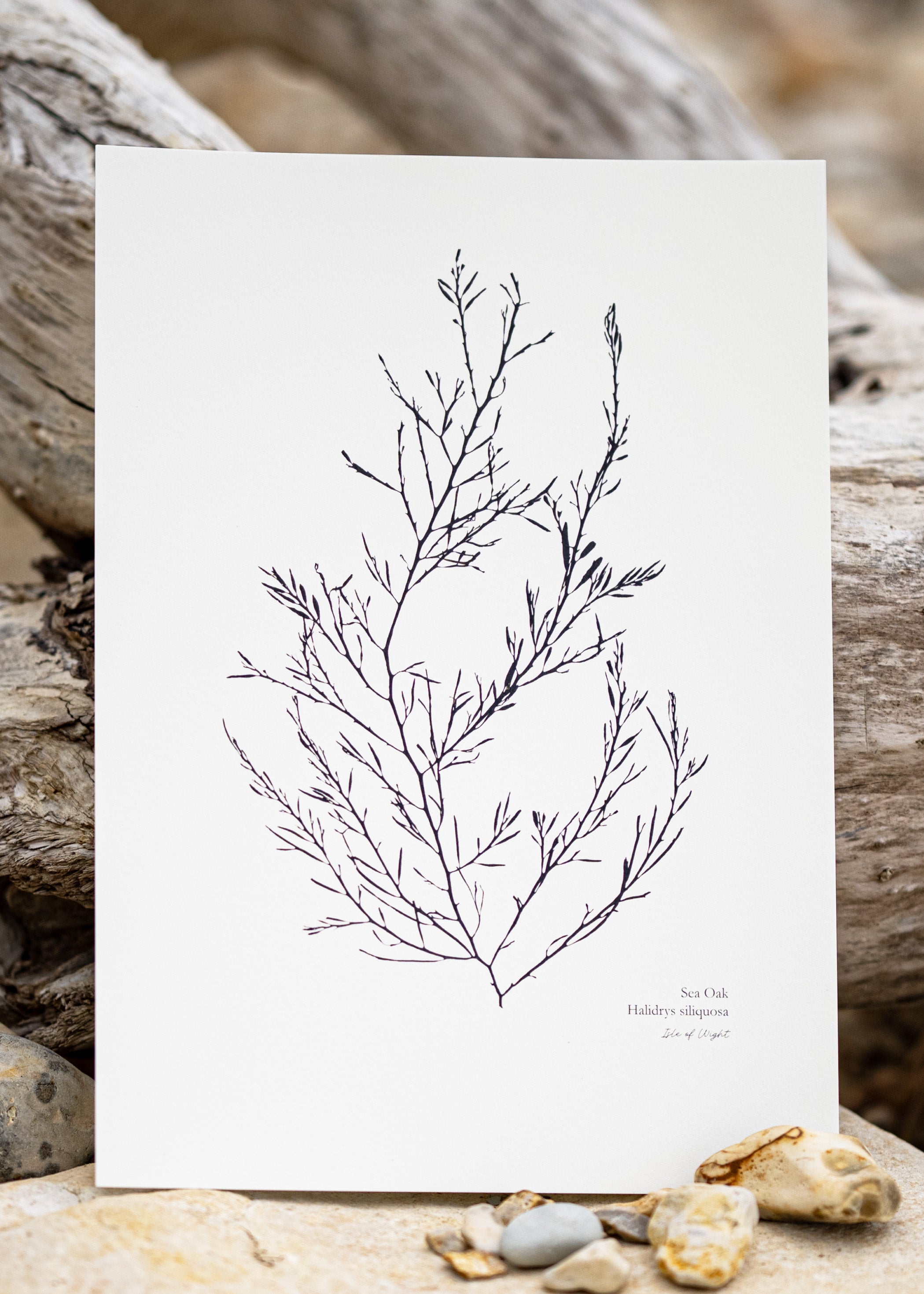Seaweed Print - Sea Oak