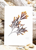 Seaweed Print - Serrated Wrack