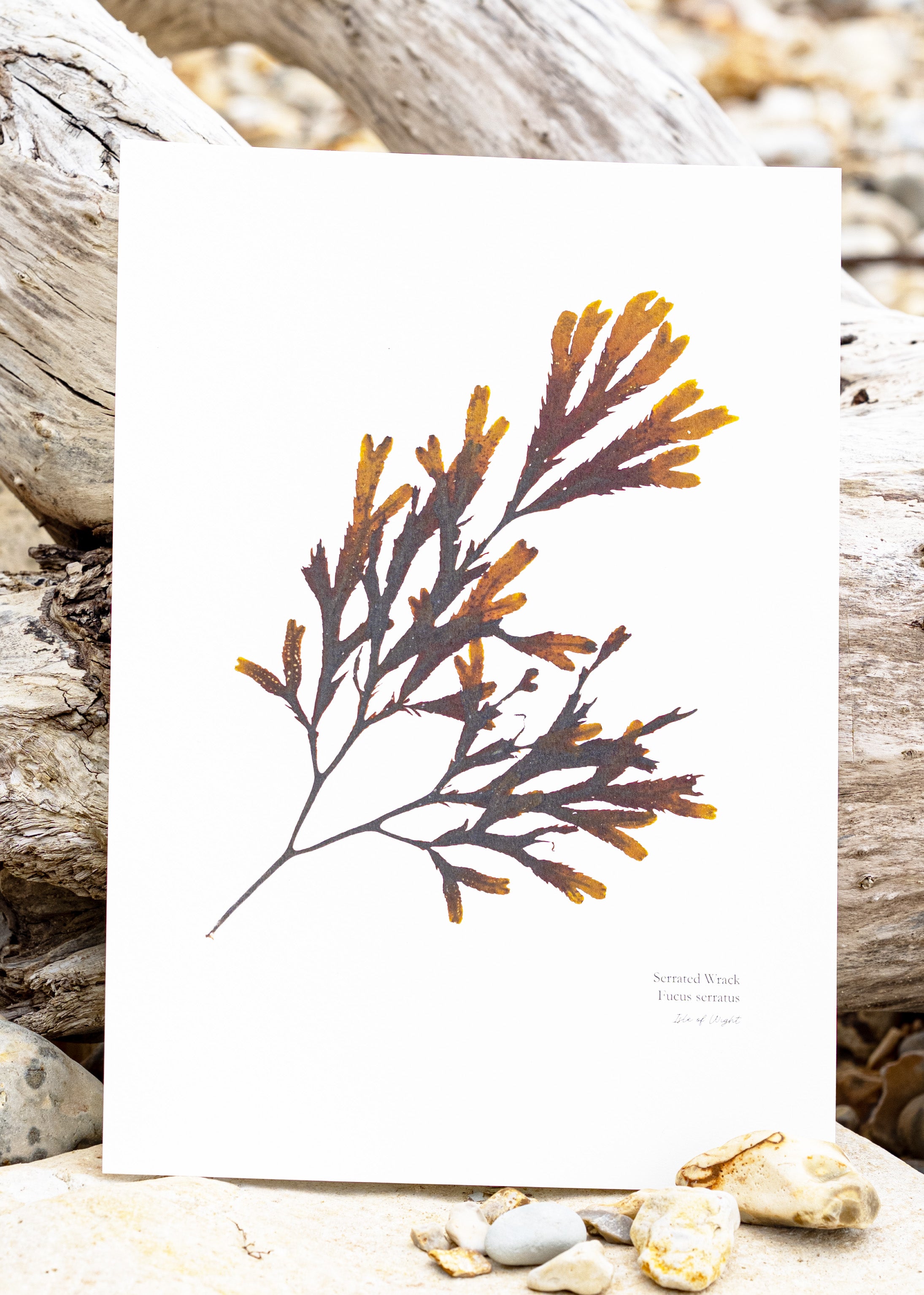 Seaweed Print - Serrated Wrack