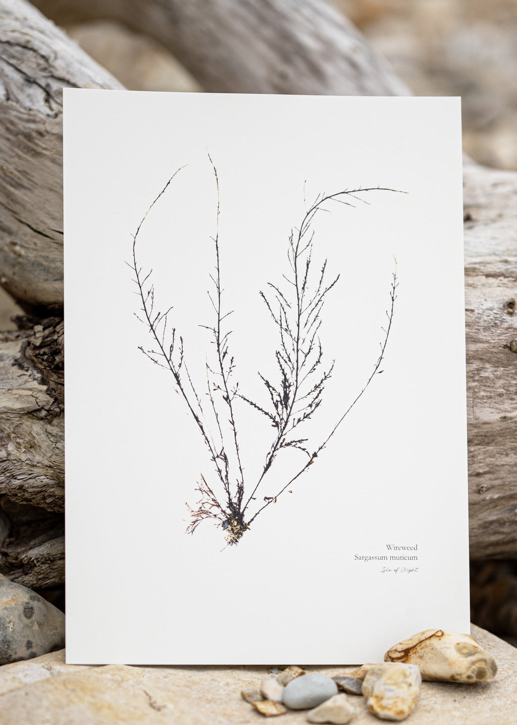 Seaweed Print - Wireweed