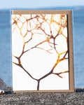 Abstract Greeting Card - Irish Moss
