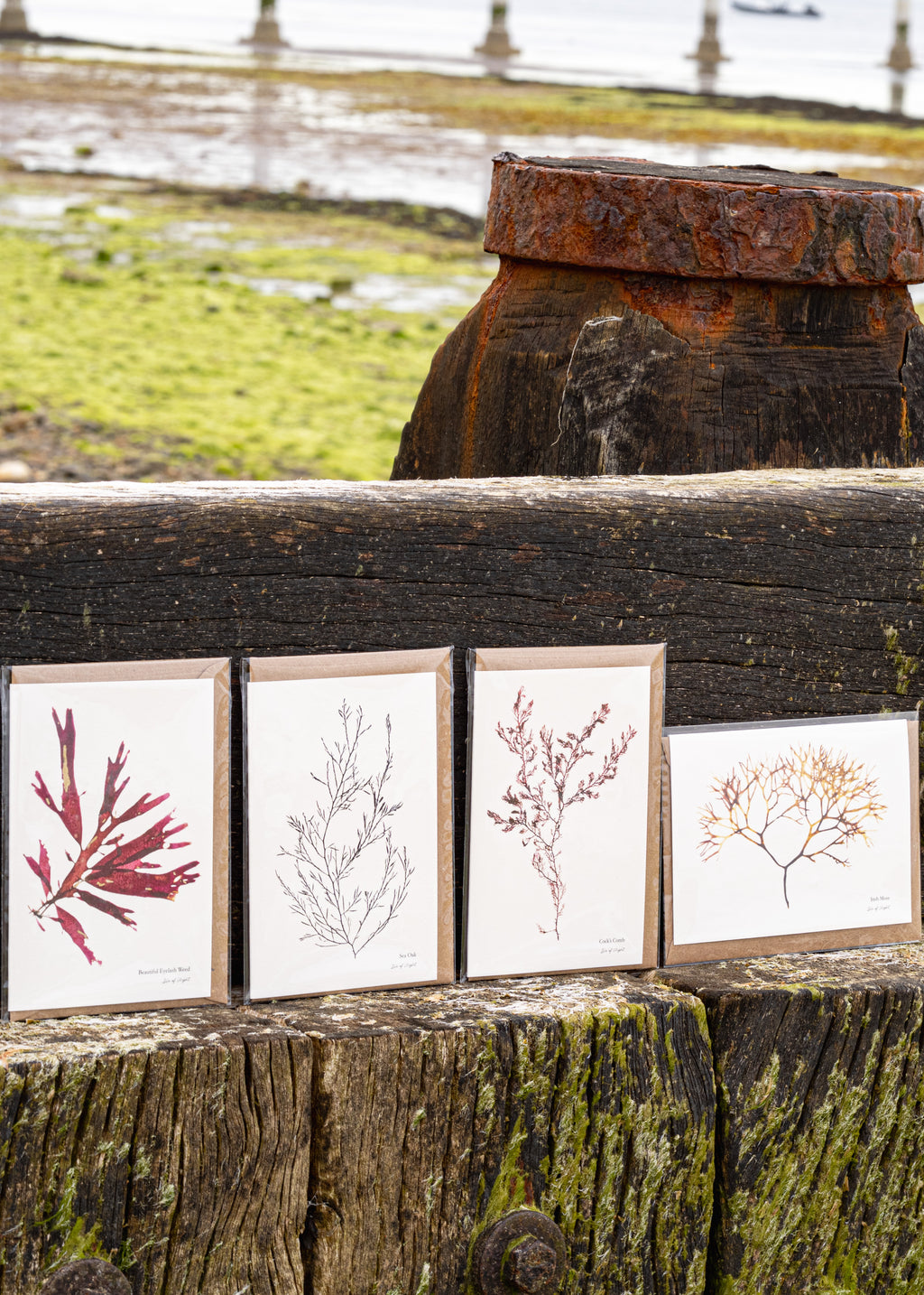 Greeting Card - Irish Moss