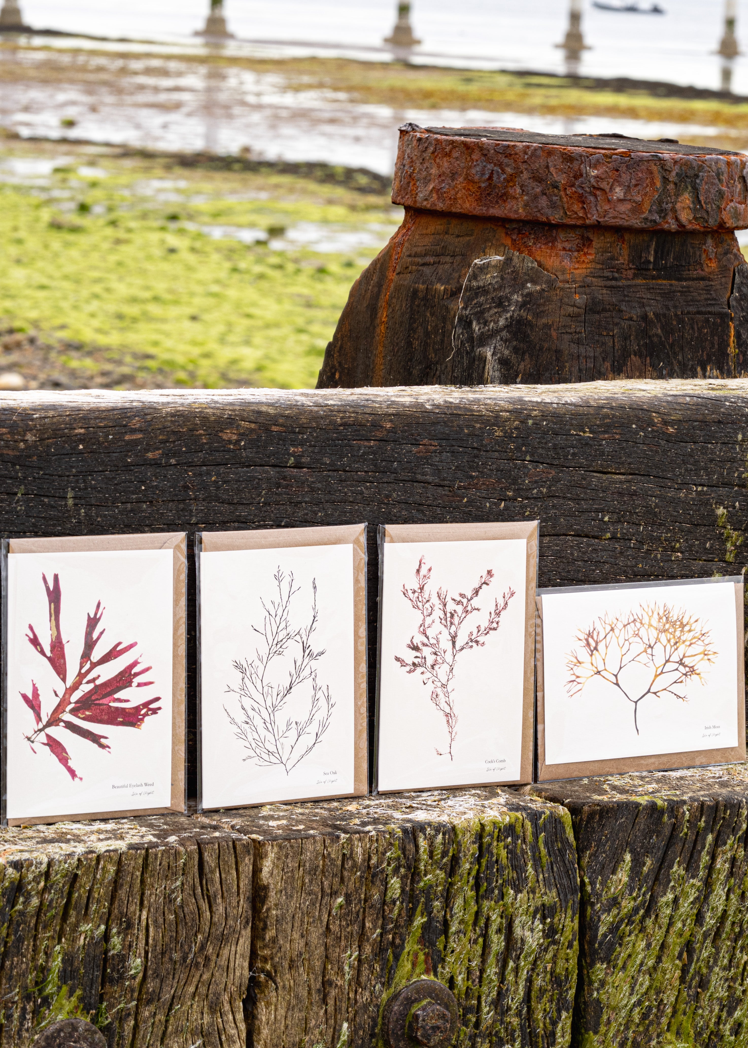 Greeting Card - Irish Moss