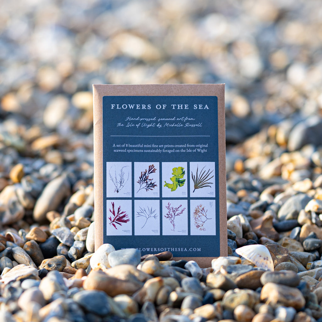 Set of 8 Mini Fine Art Seaweed Prints