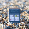 Set of 8 Mini Fine Art Seaweed Prints